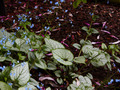Brunnera macrophylla Jack Frost IMG_3921 Brunera wielkolistna